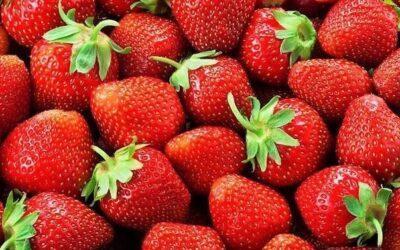 Las fresas, apetitosas, sabrosas y bajas en calorías