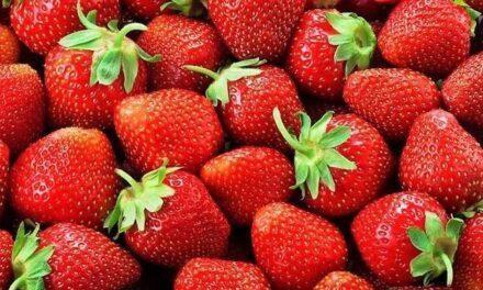 Las fresas, apetitosas, sabrosas y bajas en calorías