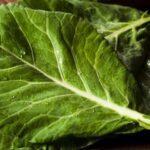 Las hojas de col, un valor en las cocinas gallega, portuguesa y brasileña