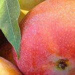Las variedades de mango, una historia de amor