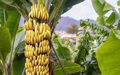 El plátano, una fruta sabrosa, nutritiva y rica en compuestos bioactivos