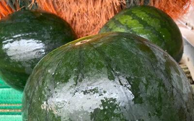La hortofrutícola Vicente Peris reduce su consumo energético y aumenta volumen de producción