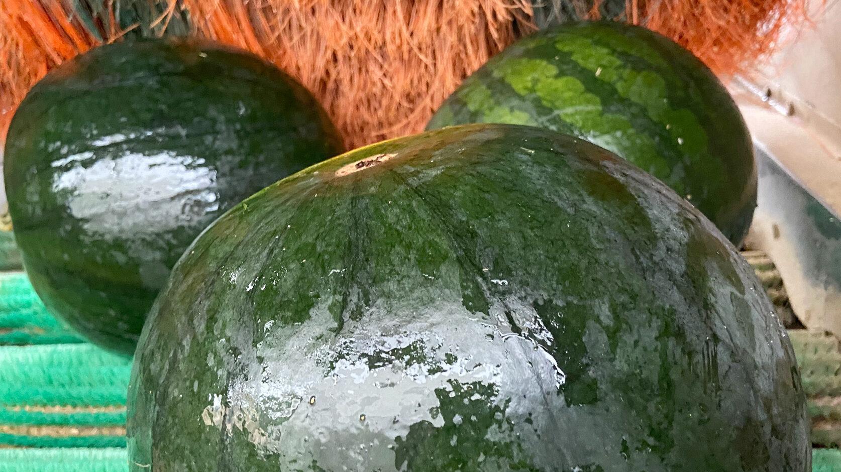 La hortofrutícola Vicente Peris reduce su consumo energético y aumenta volumen de producción