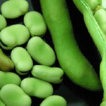 Las habas, legumbres grandes en tamaño y en valores nutricionales