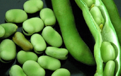 Las habas, legumbres grandes en tamaño y en valores nutricionales