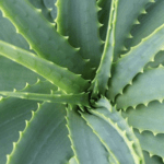 Aloe vera, ornamental, terapéutica y comestible