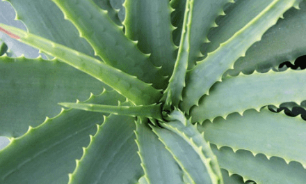 Aloe vera, ornamental, terapéutica y comestible
