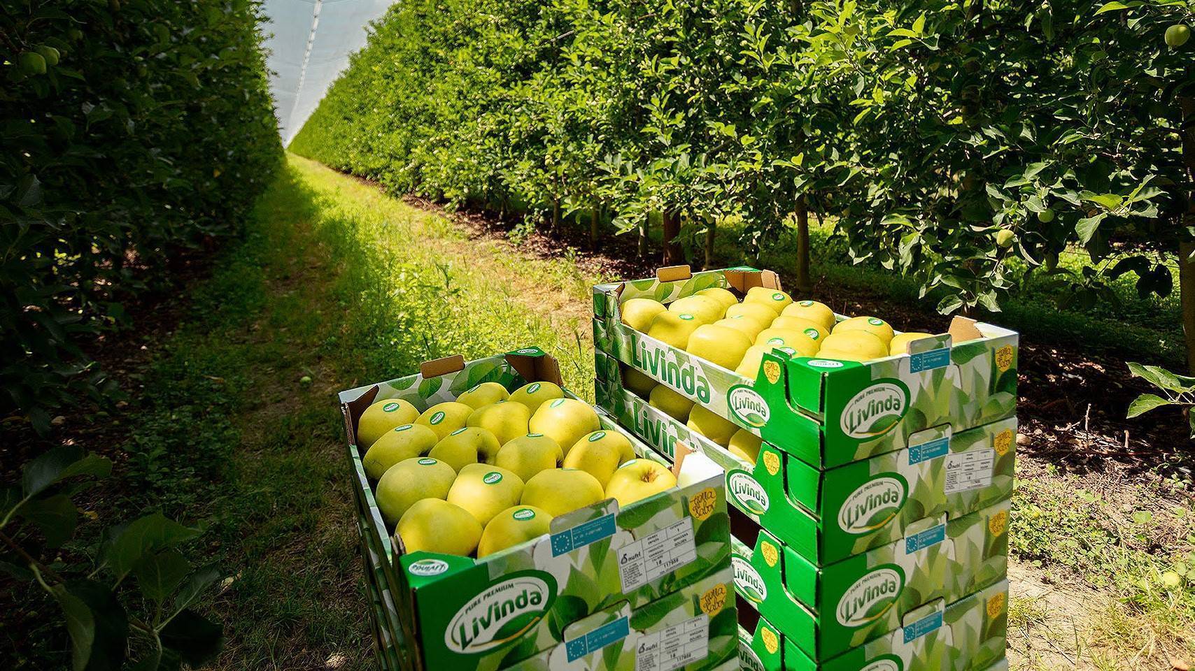 Grupo Nufri y sus manzanas