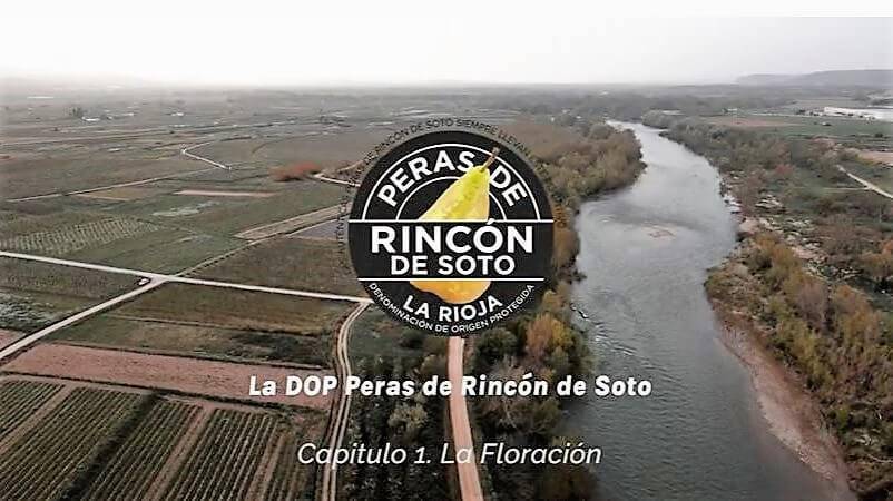 Curiosea como se cultivan las Peras Rincón de Soto
