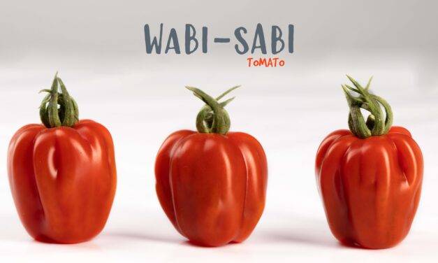 Nuevos tomate y melón frutos de la inspiración varietal de Fitó