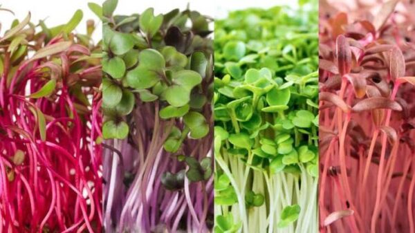 microvegetales alimentos