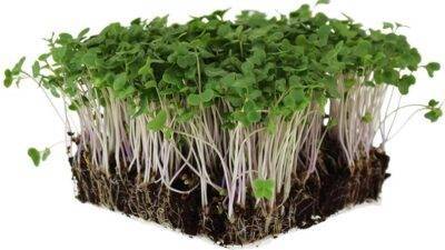 microgreen brócoli