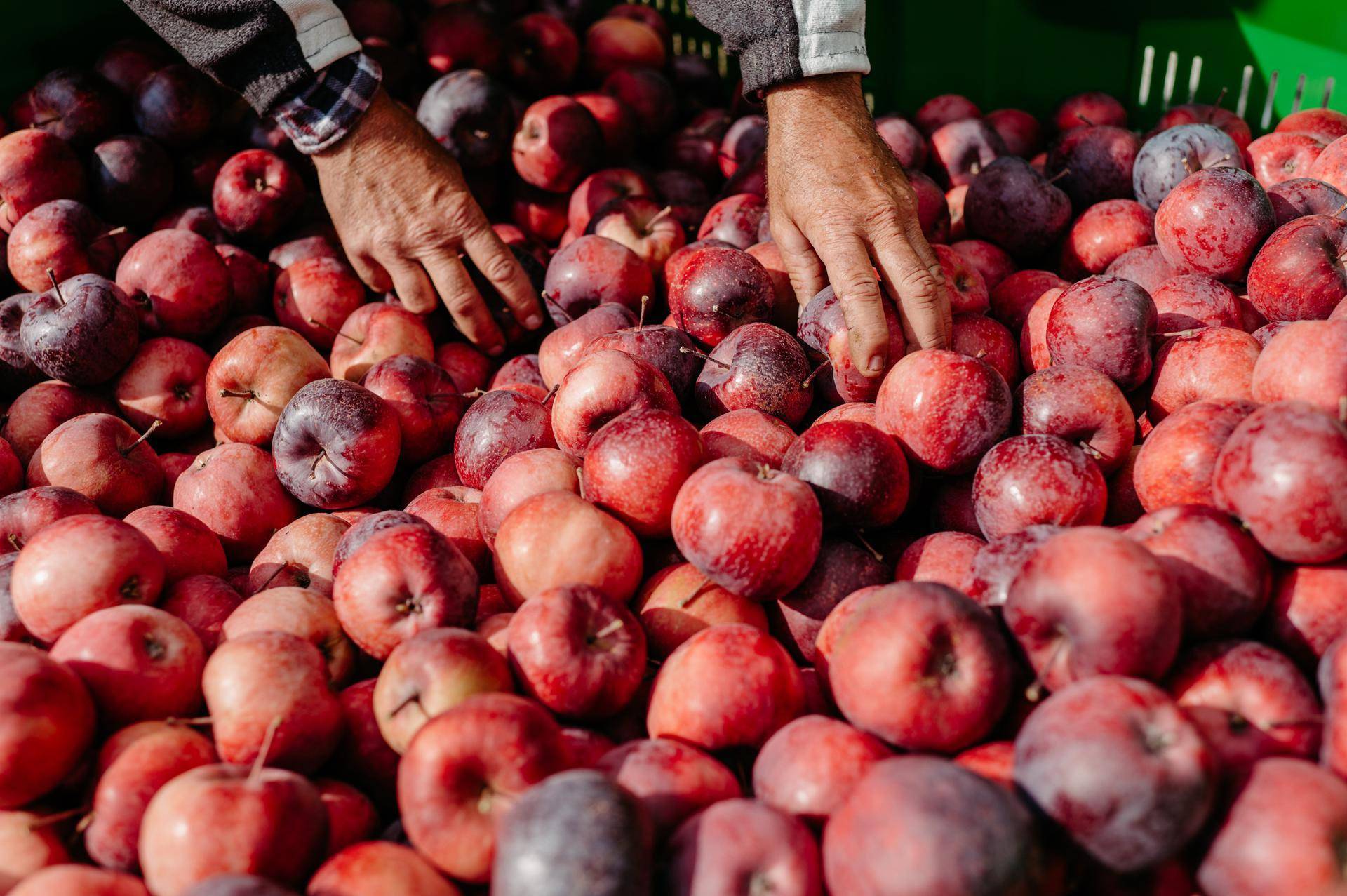 Kissabel con una cosecha de calidad