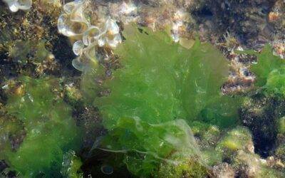 Los poli y oligosacáridos del alga Ulva, un potencial para alimentación y medicina