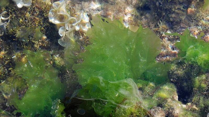 Los poli y oligosacáridos del alga Ulva, un potencial para alimentación y medicina