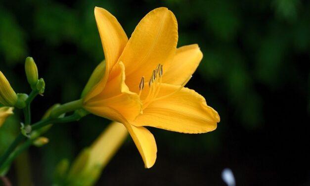 La azucena, además de sus hermosas flores, posee agradable sabor y una gran riqueza nutracéutica