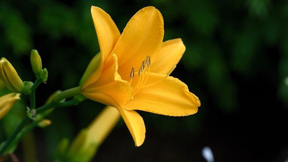 La azucena, además de sus hermosas flores, posee agradable sabor y una gran riqueza nutracéutica