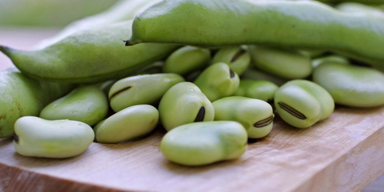 Tesco interested in faba beans as another healthy protein, difference-maker