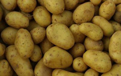 La proteína de patata podría ser la próxima gran novedad en los suplementos alimentarios para los atletas