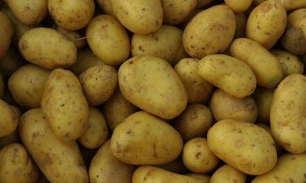 La proteína de patata podría ser la próxima gran novedad en los suplementos alimentarios para los atletas