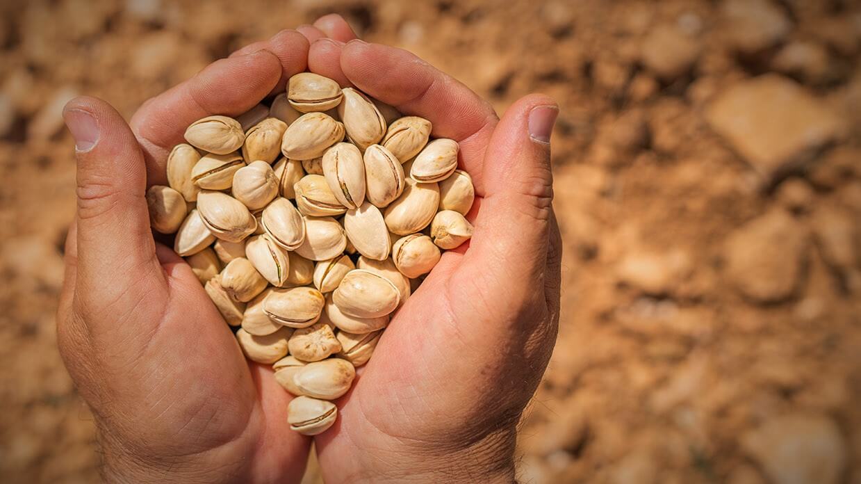 Domo Pistachio un proyecto de integración vertical “Del campo a la mesa”