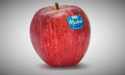 Una rueda de aromas para las manzanas Marlene® 