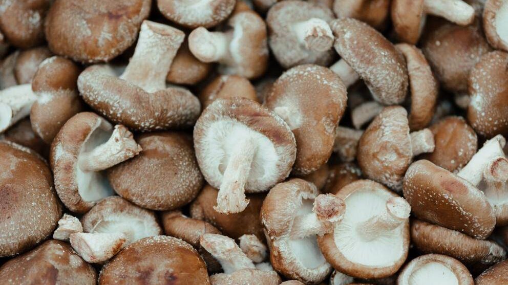 Los hongos producen ERGO, un aminoácido que puede ser la clave para un envejecimiento saludable