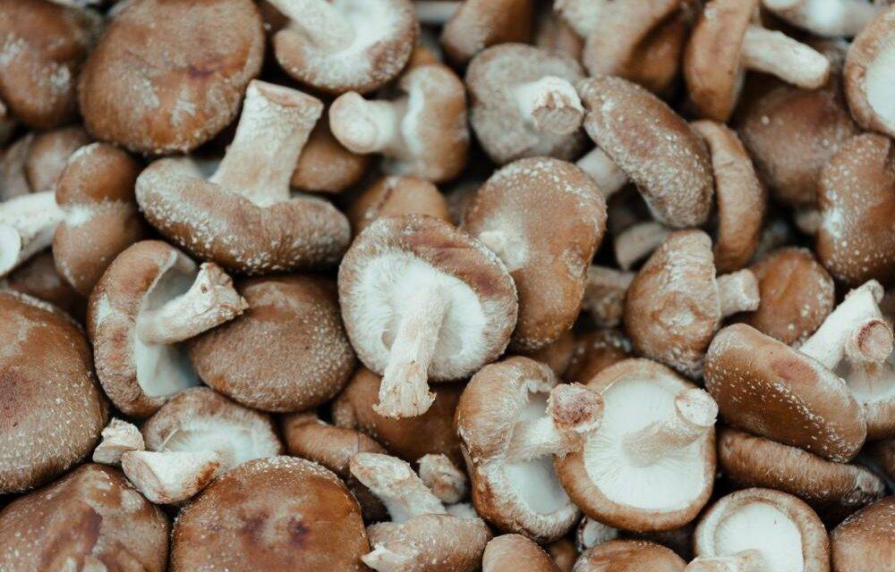 Mushrooms are rich in an aminoacid that may be the key to healthy aging