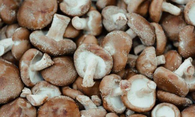 Mushrooms are rich in an aminoacid that may be the key to healthy aging