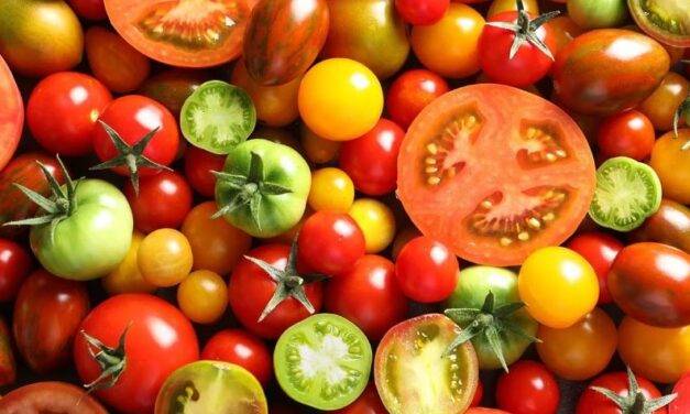 Las semillas del tomate, potencial fuente de aceite con valor nutricional y funcional