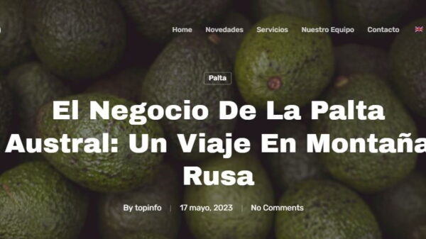 mercado del aguacate