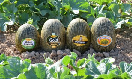 Los melones más selectos de Peris llegan al mercado
