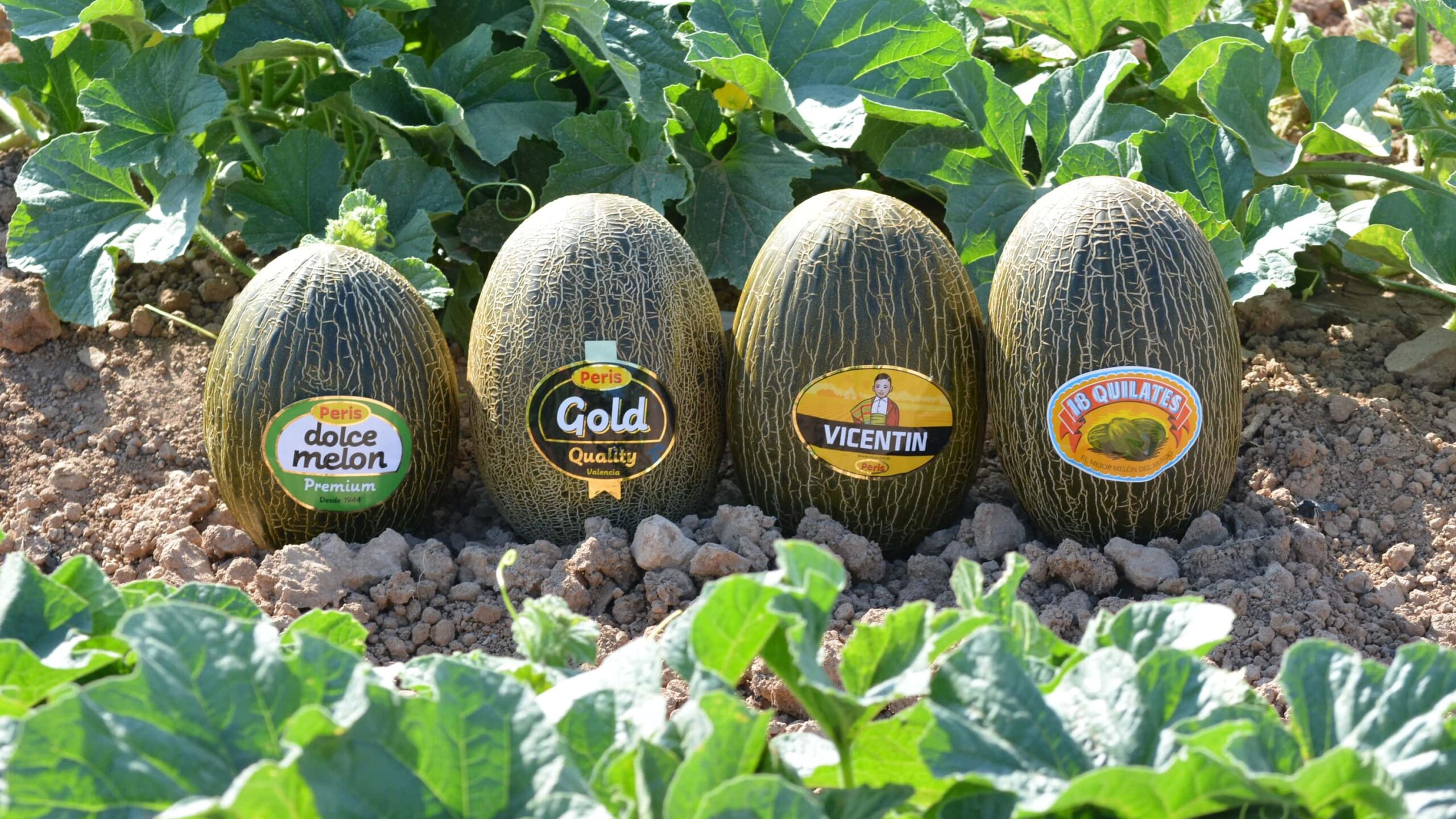 Los melones más selectos de Peris llegan al mercado