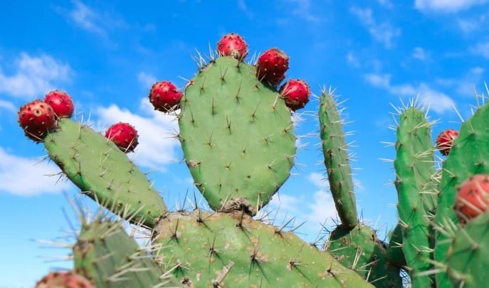 Los cactus, una combinación de propiedades nutricionales y funcionales