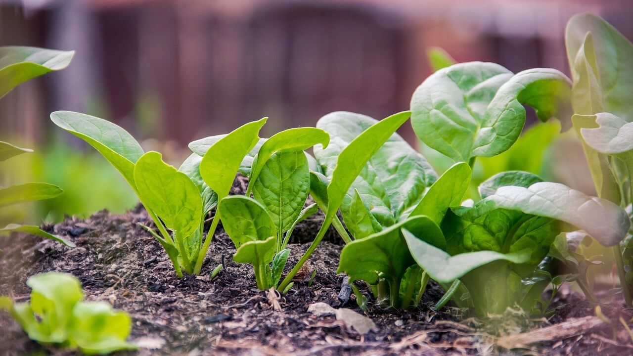 Las frutas y hortalizas son fundamentales en las estrategias alimentarias europeas y no son caras