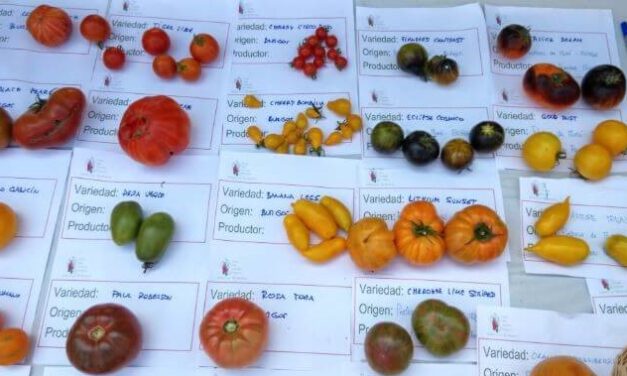 En Zaragoza un huerto con 200 variedades de tomates