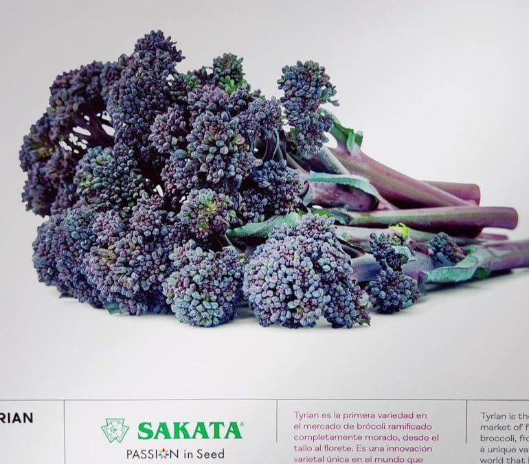 Fruit Attraction-2023-Sakata-Tyrian-broccoli