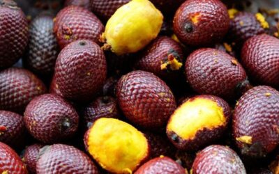 Burití, una fruta amazónica con potenciales beneficios para la salud