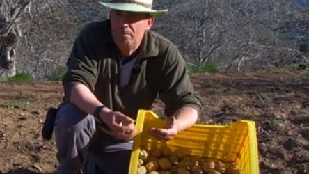 Al rescate de la patata ´Copo de nieve´ de Sierra Nevada