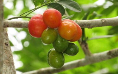 La ciriguela, una fruta que se saborea en zonas tropicales
