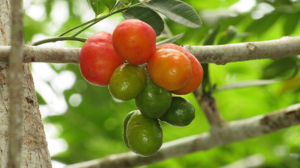 La ciriguela, una fruta que se saborea en zonas tropicales