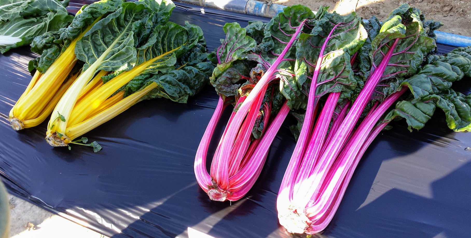 A los cocineros y clientes de restaurantes les interesa más vegetal