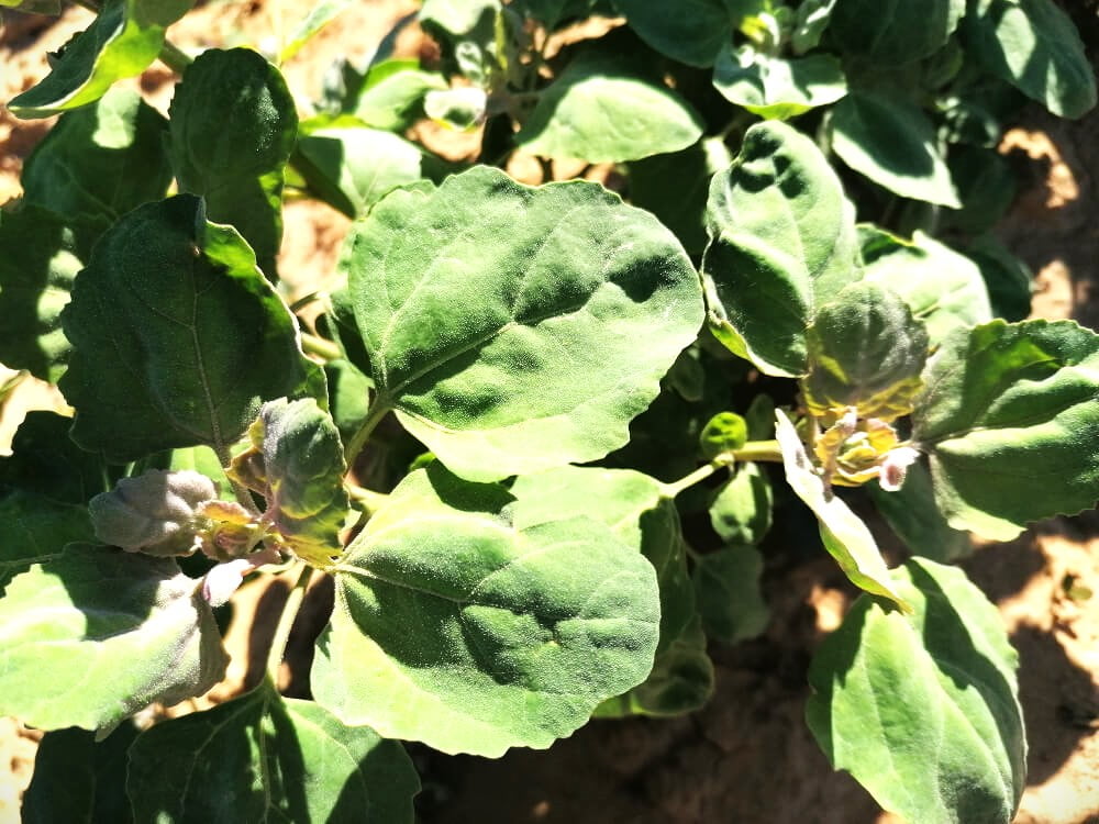 Muchas proteínas en los brotes verdes de las quinoas