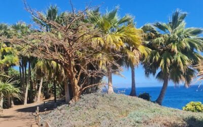 El Palmetum de Santa Cruz de Tenerife como ejemplo de ecologización urbana