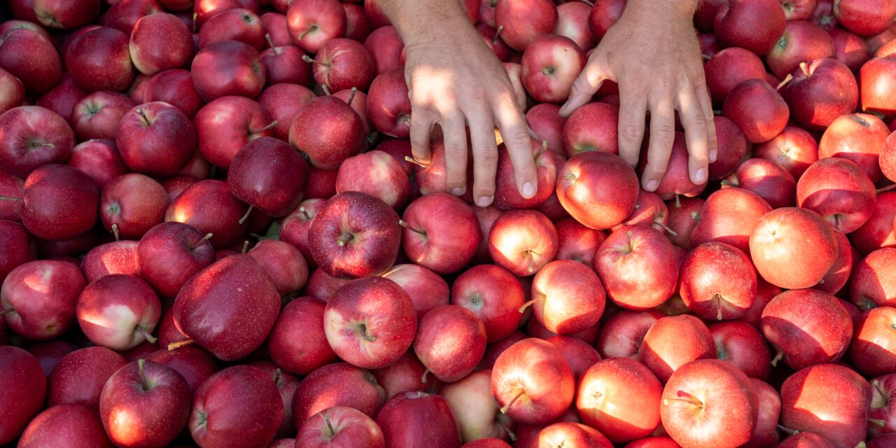 La coop VOG anuncia buen comienzo del comercio de manzanas aún con la previsión de Prognosfruit de pobre cosecha en la UE