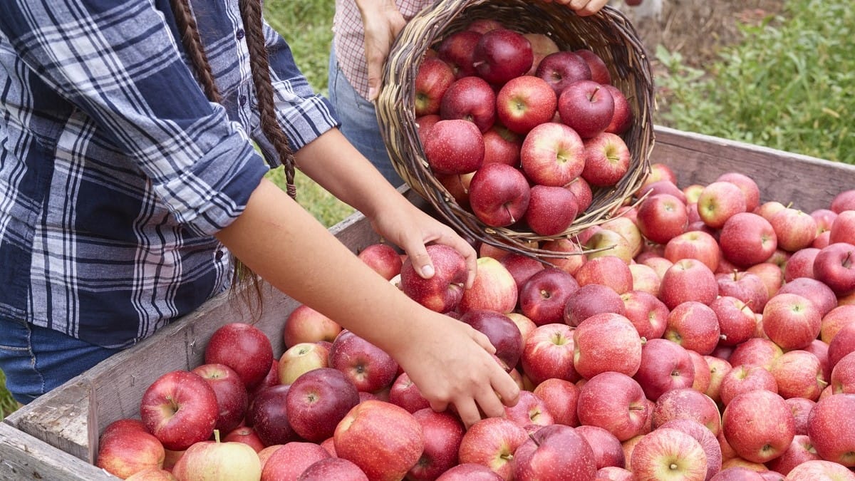 Certified organic apple products available year-round from a unique supply chain