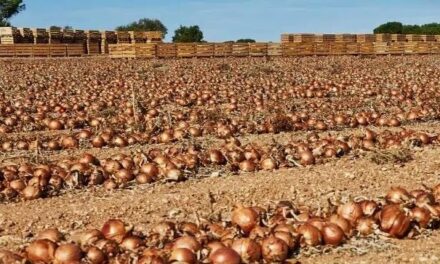 Cebollas Aparici certifica la ausencia de químicos