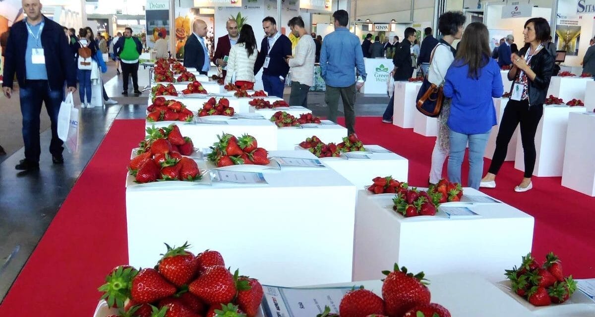 Un siglo de historia de la fresa y de sus variedades en Huelva