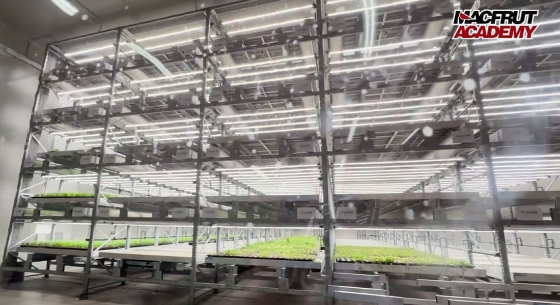 Italia procesa 5,3 millones de toneladas de tomates