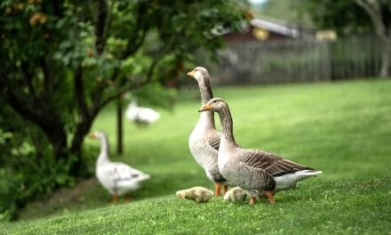 Foie gras más ético